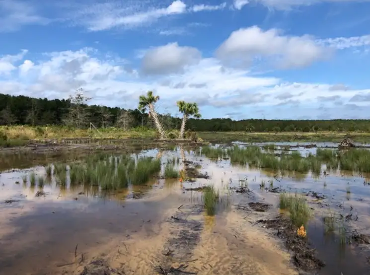Guerins Creek Mitigation Bank and Ashley River Oyster Reef Restoration