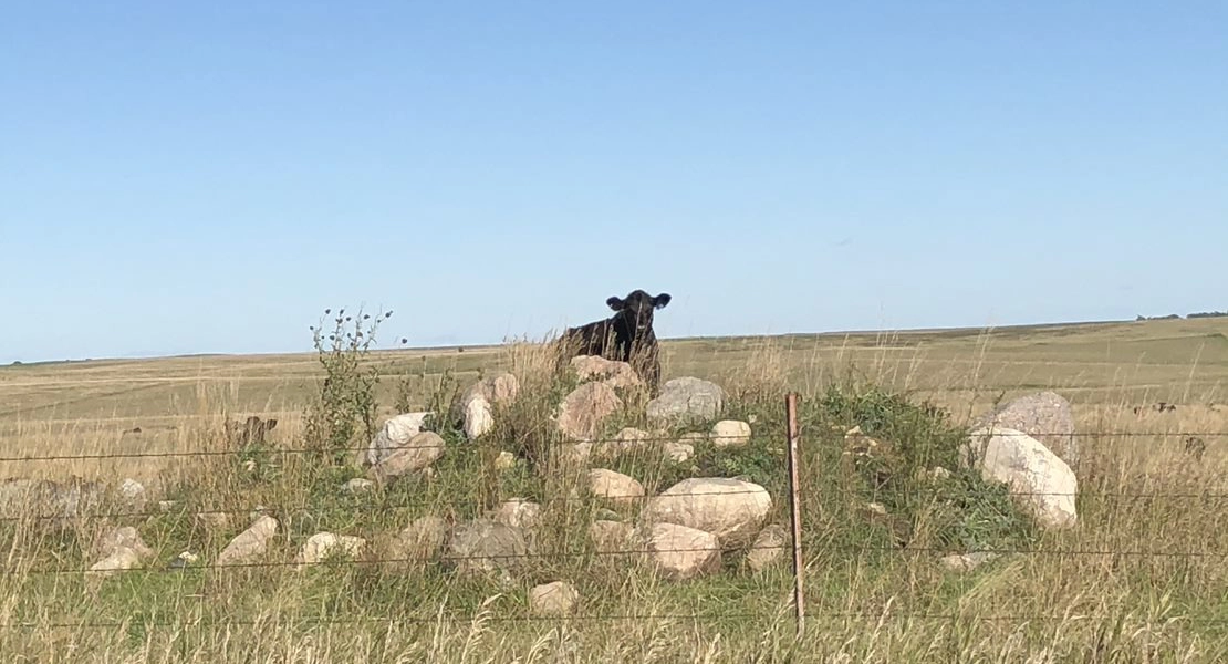 Cow