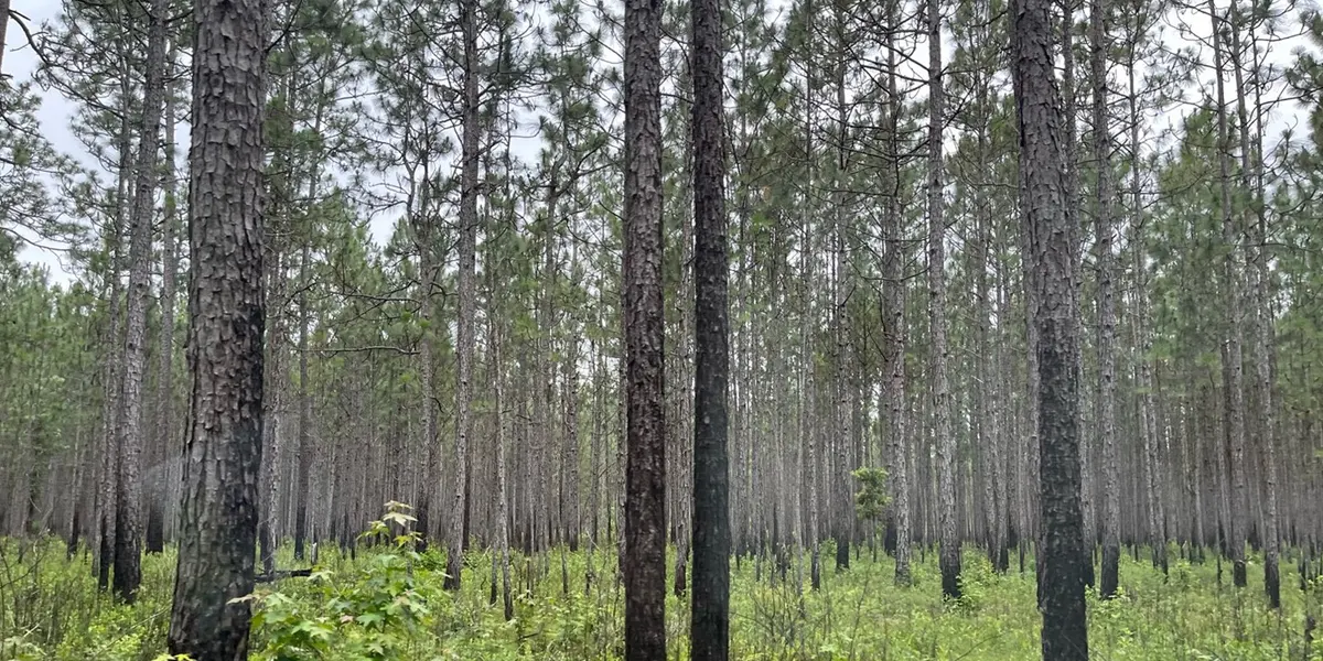 Woods South Carolina