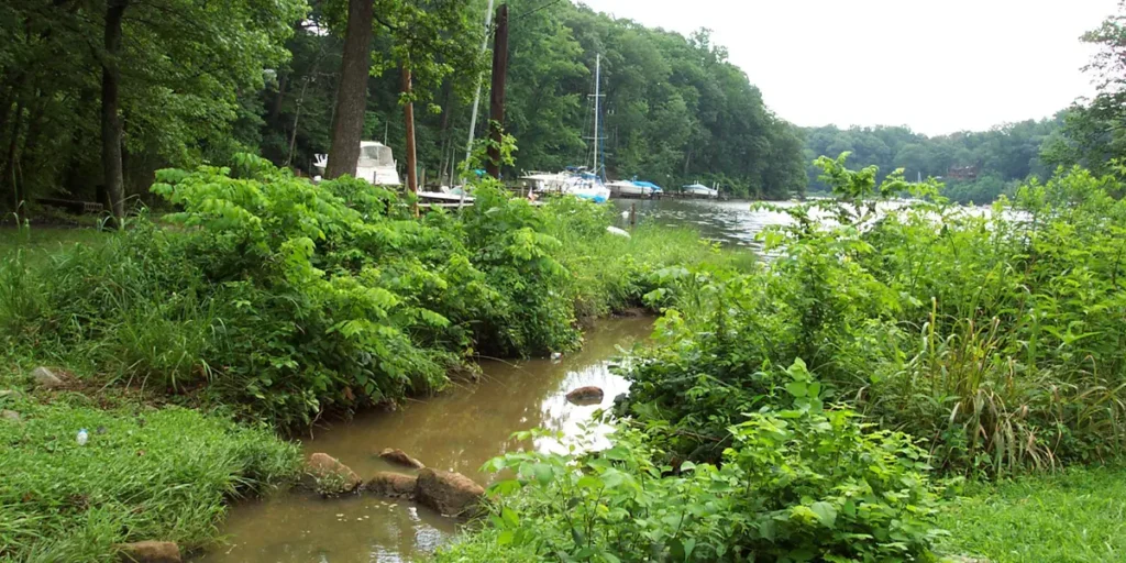 Plant life in front of open water with boats