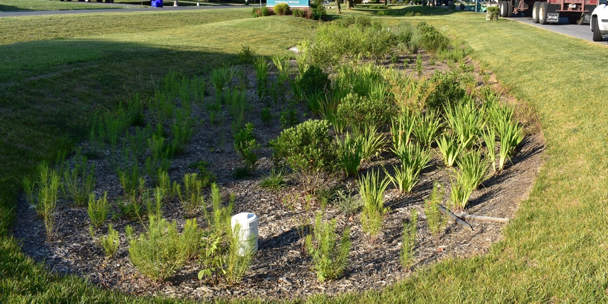 grass and plants surrounding a water access pipe