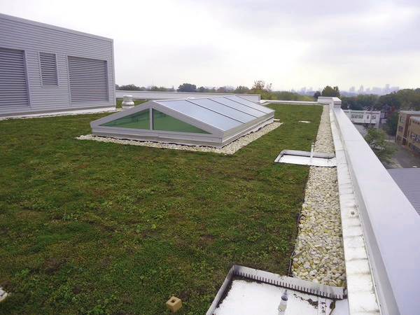 Green grass on rooftop